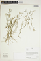 Herbarium Sheet V0414736F