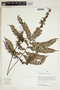 Herbarium Sheet V0414740F