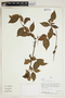 Herbarium Sheet V0414750F