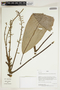 Herbarium Sheet V0414805F