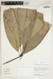 Herbarium Sheet V0414806F