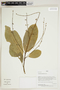 Herbarium Sheet V0414807F