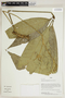 Herbarium Sheet V0414808F