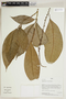 Herbarium Sheet V0414809F