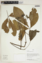 Herbarium Sheet V0414810F