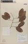 Licania pyrifolia Griseb., Trinidad and Tobago, G. T. Prance 2112, F