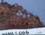 North American Mycological Association Foray : specimen # NAMA 1997-006
