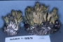 North American Mycological Association Foray : specimen # NAMA 1997-054