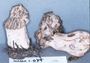 North American Mycological Association Foray : specimen # NAMA 1997-079