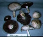 North American Mycological Association Foray : specimen # NAMA 1997-090
