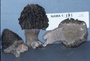 North American Mycological Association Foray : specimen # NAMA 1997-171