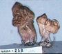 North American Mycological Association Foray : specimen # NAMA 1997-253
