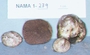 North American Mycological Association Foray : specimen # NAMA 1997-279