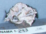 North American Mycological Association Foray : specimen # NAMA 1997-293