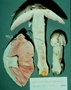 North American Mycological Association Foray : specimen # NAMA 1998-074