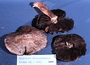 North American Mycological Association Foray : specimen # NAMA 1998-091