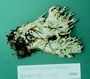 North American Mycological Association Foray : specimen # NAMA 1998-122