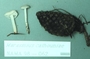 North American Mycological Association Foray : specimen # NAMA 1998-131