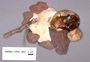 North American Mycological Association Foray : specimen # NAMA 1999-003