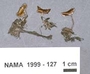 North American Mycological Association Foray : specimen # NAMA 1999-127