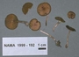 North American Mycological Association Foray : specimen # NAMA 1999-192
