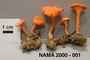 North American Mycological Association Foray : specimen # NAMA 2000-001