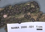 North American Mycological Association Foray : specimen # NAMA 2000-031