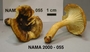 North American Mycological Association Foray : specimen # NAMA 2000-055