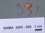 North American Mycological Association Foray : specimen # NAMA 2000-069