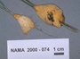 North American Mycological Association Foray : specimen # NAMA 2000-074