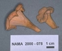 North American Mycological Association Foray : specimen # NAMA 2000-078