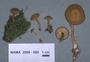 North American Mycological Association Foray : specimen # NAMA 2000-085