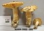 North American Mycological Association Foray : specimen # NAMA 2000-092