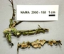 North American Mycological Association Foray : specimen # NAMA 2000-158