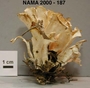 North American Mycological Association Foray : specimen # NAMA 2000-187