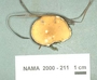 North American Mycological Association Foray : specimen # NAMA 2000-211