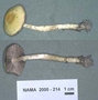 North American Mycological Association Foray : specimen # NAMA 2000-214
