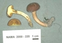 North American Mycological Association Foray : specimen # NAMA 2000-220