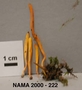 North American Mycological Association Foray : specimen # NAMA 2000-222