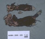 North American Mycological Association Foray : specimen # NAMA 2000-229