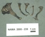 North American Mycological Association Foray : specimen # NAMA 2000-239