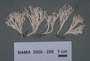 North American Mycological Association Foray : specimen # NAMA 2000-258
