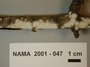 North American Mycological Association Foray : specimen # NAMA 2001-047