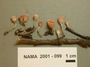 North American Mycological Association Foray : specimen # NAMA 2001-099