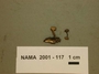 North American Mycological Association Foray : specimen # NAMA 2001-117