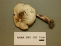 North American Mycological Association Foray : specimen # NAMA 2001-123
