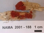 North American Mycological Association Foray : specimen # NAMA 2001-188