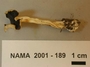 North American Mycological Association Foray : specimen # NAMA 2001-189