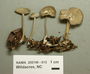 North American Mycological Association Foray : specimen # NAMA 2001W-013