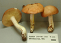 North American Mycological Association Foray : specimen # NAMA 2001W-044